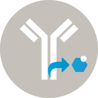 Genetic Glyco-Engineering/ADCC